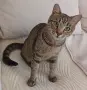 Търси се любящ дом за котка Ася, снимка 5