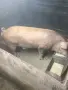 Prodavam mlad nerez, снимка 2