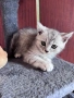 Британски / шотландски котенца , снимка 5