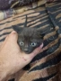 Подарявам котенца, снимка 5