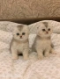 Шотландски котки , сребърна чинчила, колорпойнт, дългокосместо шотландско коте , снимка 2