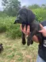 Свободни кученца Плотхаунд, снимка 6