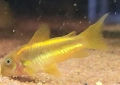 Сомче, сомче corydoras gold laser, gold stripe, снимка 3