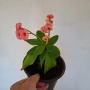 Стайно Цвете Исусов Венец, снимка 11