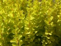 Берберис Мария, Berberis thunbergii ‘Maria'!!!, снимка 1