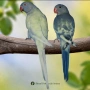 * 🦜 Малки Александри – топ качество и селекция, снимка 3