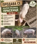 Продавам малко прасе, снимка 1