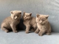 Шотландски клепоухи, снимка 1