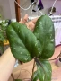 Hoya Хоя Elephant , снимка 2