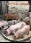 Продавам прасенца , снимка 1