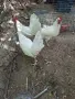 ярки бял лекхорн , снимка 1