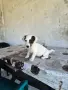 продавам женско джак ръселче, снимка 3