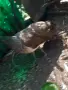 чифт индийски пауни, снимка 3