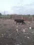 Продавам мъжко теле абрадин, снимка 1