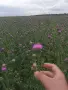 Мед букет магарешки бодил , снимка 3