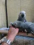 Бебета Кралско Жако, снимка 3