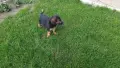 🐶 Продавам прекрасни кученца! 🐶  Търсят своя нов, любящ дом! ❤️  Малки, здрави, игриви, снимка 2