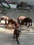 Продавам кученца Курцхаар , снимка 3