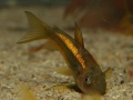 Сомче, сомче corydoras gold laser, gold stripe, снимка 12