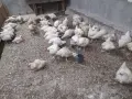 Кокошки  бройлери, снимка 4