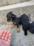 Продавам пинчерчета, снимка 4