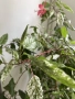 Китайска роза ( Hibiscus rosa-sinensis var. coop), снимка 3