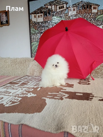 Мини Померани. Реални снимки от 04.04.26г., снимка 6 - Померан - 54044686