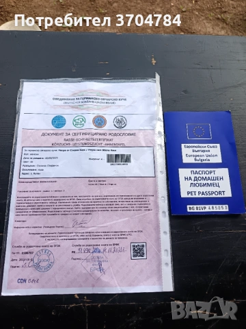 Продавам немска овчарка , снимка 4 - Немска овчарка - 54721940