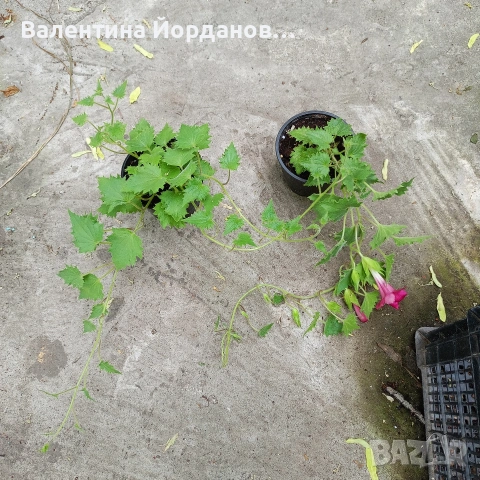 азарина 