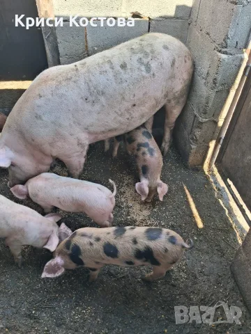 Продавам Прасенца, снимка 2 - Прасета - 55429085