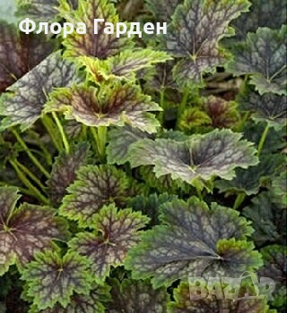 МНОГОГОДИШНИ ЦВЕТЯ, снимка 3 - Градински цветя и растения - 54702878