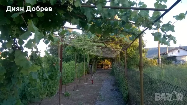 ПРОДАВАМ ВИЛА С ЛОЗЕ, снимка 7 - Вили - 55692669