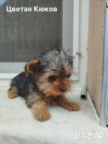 мини йоркширски териер , снимка 2 - Йоркширски териер - 54164723