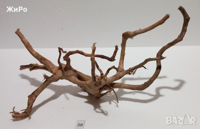 Корен от Азалия /декорация/ 38, снимка 4 - Други - 54101967