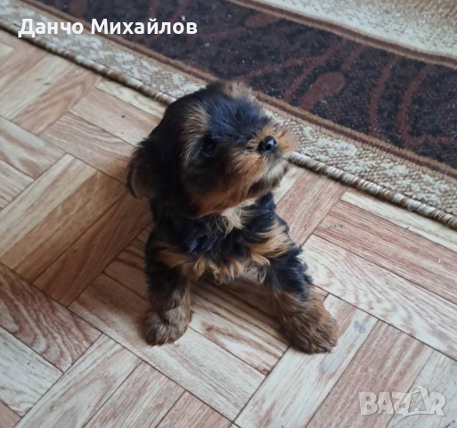 Малко мъжко йорки, снимка 4 - Йоркширски териер - 54715470