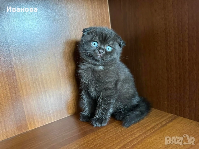 Британска късокосместа и шотландска клепоуха котка, снимка 5 - Британска късокосместа - 54530687