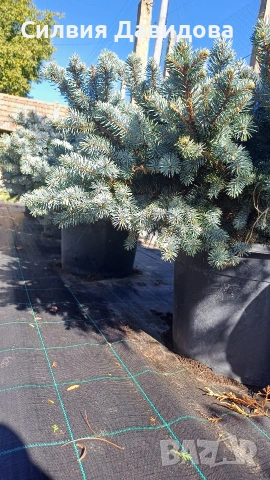 Глаука глобоза Glauca globosa, снимка 9 - Градински цветя и растения - 55227366