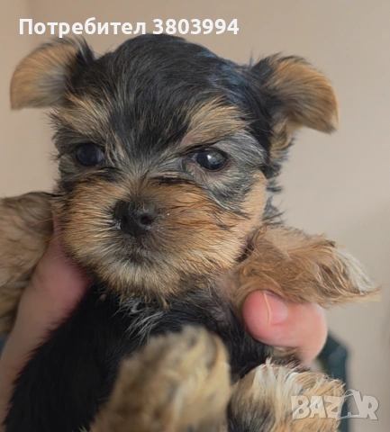 Мини момченце с чипо носленце 