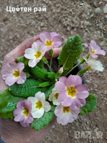 Домашна иглика в саксия , снимка 13 - Градински цветя и растения - 54010243