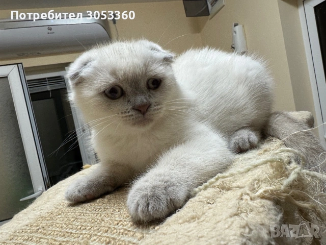 Шотландски късокосмести котенца, снимка 4 - Британска късокосместа - 54502703