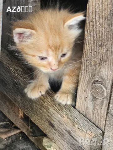 4 малки котенца, снимка 6 - Други - 55335479