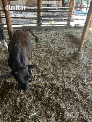 Продавам по договаряне 