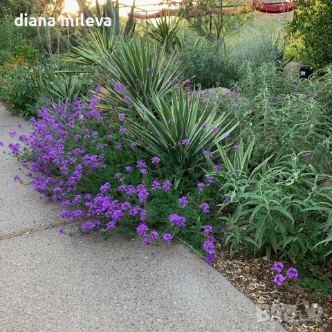 Вербена канадска 'Хоумстед Пърпъл', Verbena canadensis Homestead Purple, снимка 3 - Градински цветя и растения - 55135938