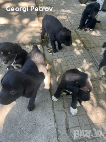 продавам малки кучета на 2 месеца 