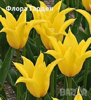 Луковици ЛАЛЕТА - Предварителни поръчки, снимка 14 - Сортови семена и луковици - 55089386