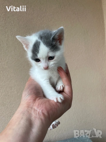 Котенца, снимка 5 - Други - 54729874