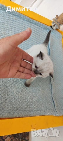 Кълърпойнтчета шотландски, снимка 8 - Британска късокосместа - 54252898