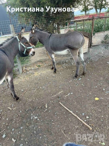 Продавам магарета
