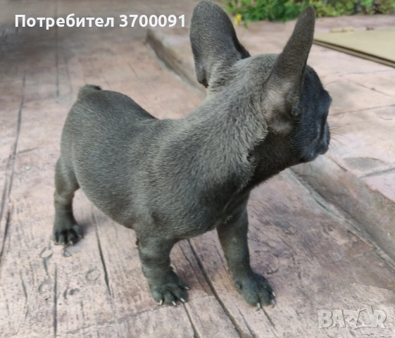 син френски булдог , снимка 2 - Френски булдог - 55152701