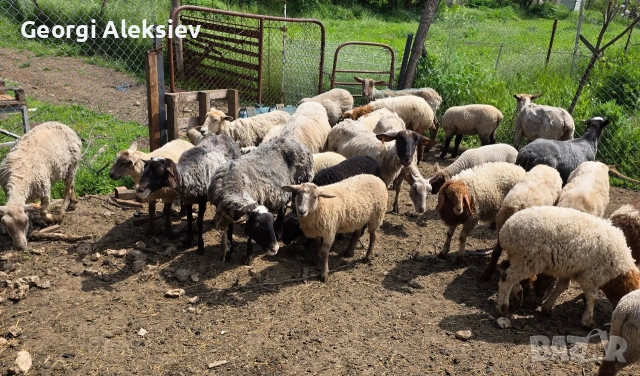 Млади месодайни овце. Мутон шароле, Съфолк и Романовски. 